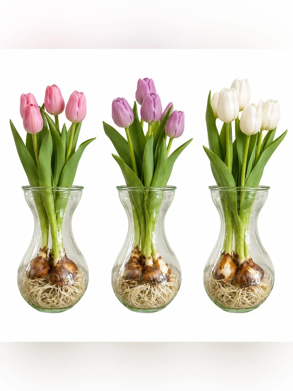Set of 3 Classic Hyacinth Bulb Forcing Vases